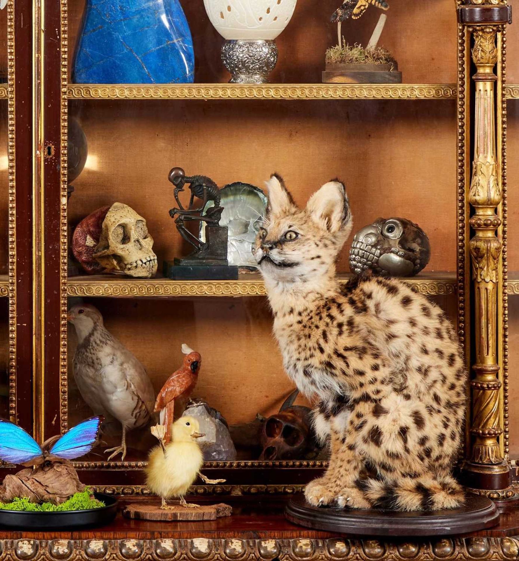 A TAXIDERMY SERVAL KITTEN (LEPTAILURUS SERVAL)