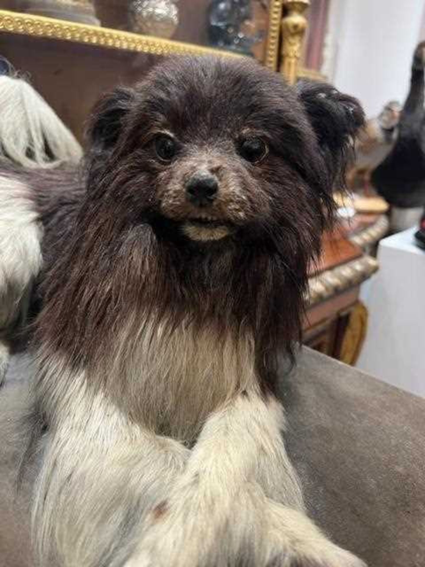 A VICTORIAN TAXIDERMY POMERANIAN DOG BY E.F. SPICER - Image 4 of 9