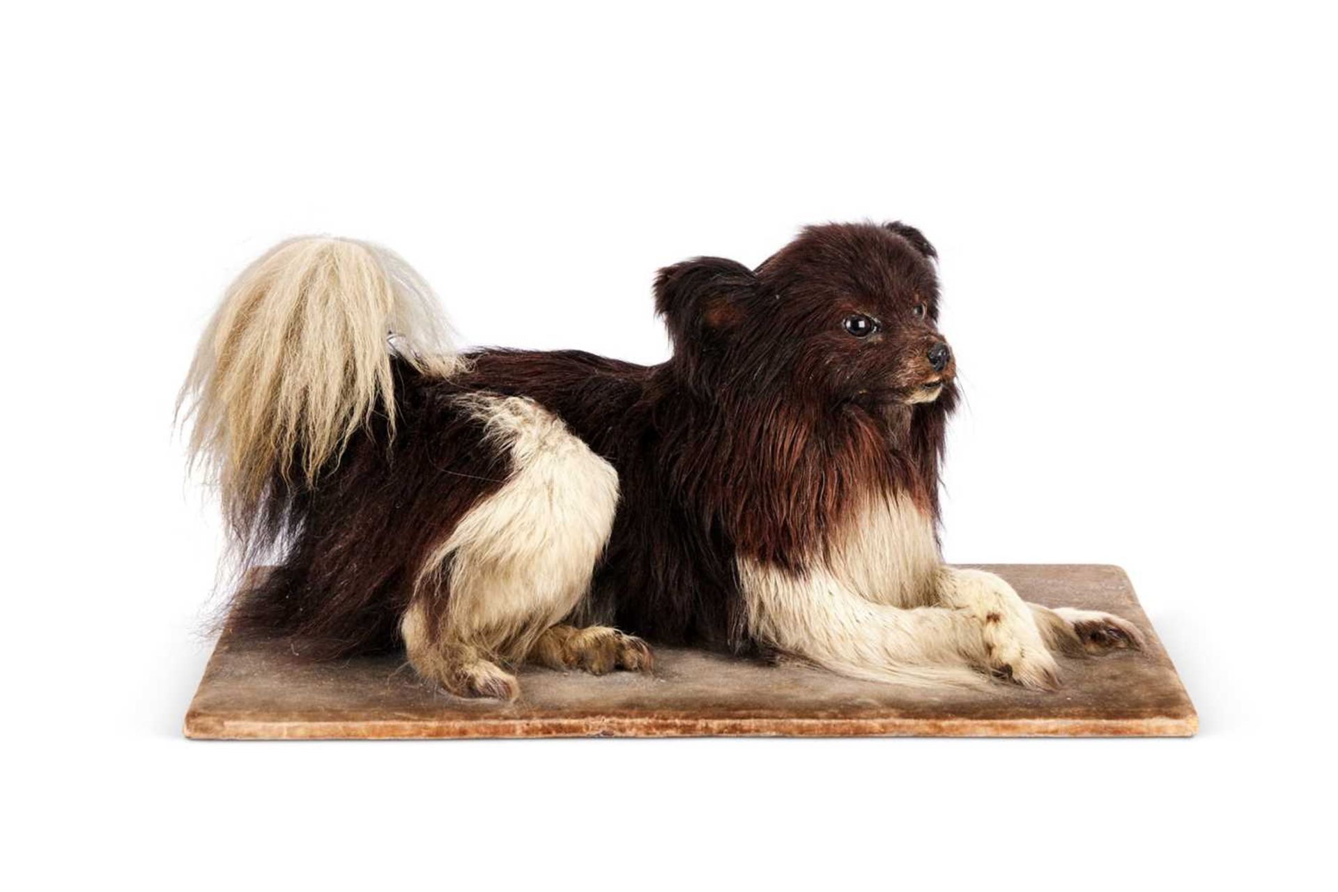 A VICTORIAN TAXIDERMY POMERANIAN DOG BY E.F. SPICER