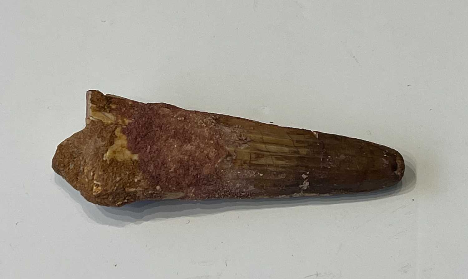 AN EXTINCT ‘SPINOSAURUS’ DINOSAUR TOOTH, LATE CRETACEOUS, 100 MILLION YEARS OLD - Image 3 of 5