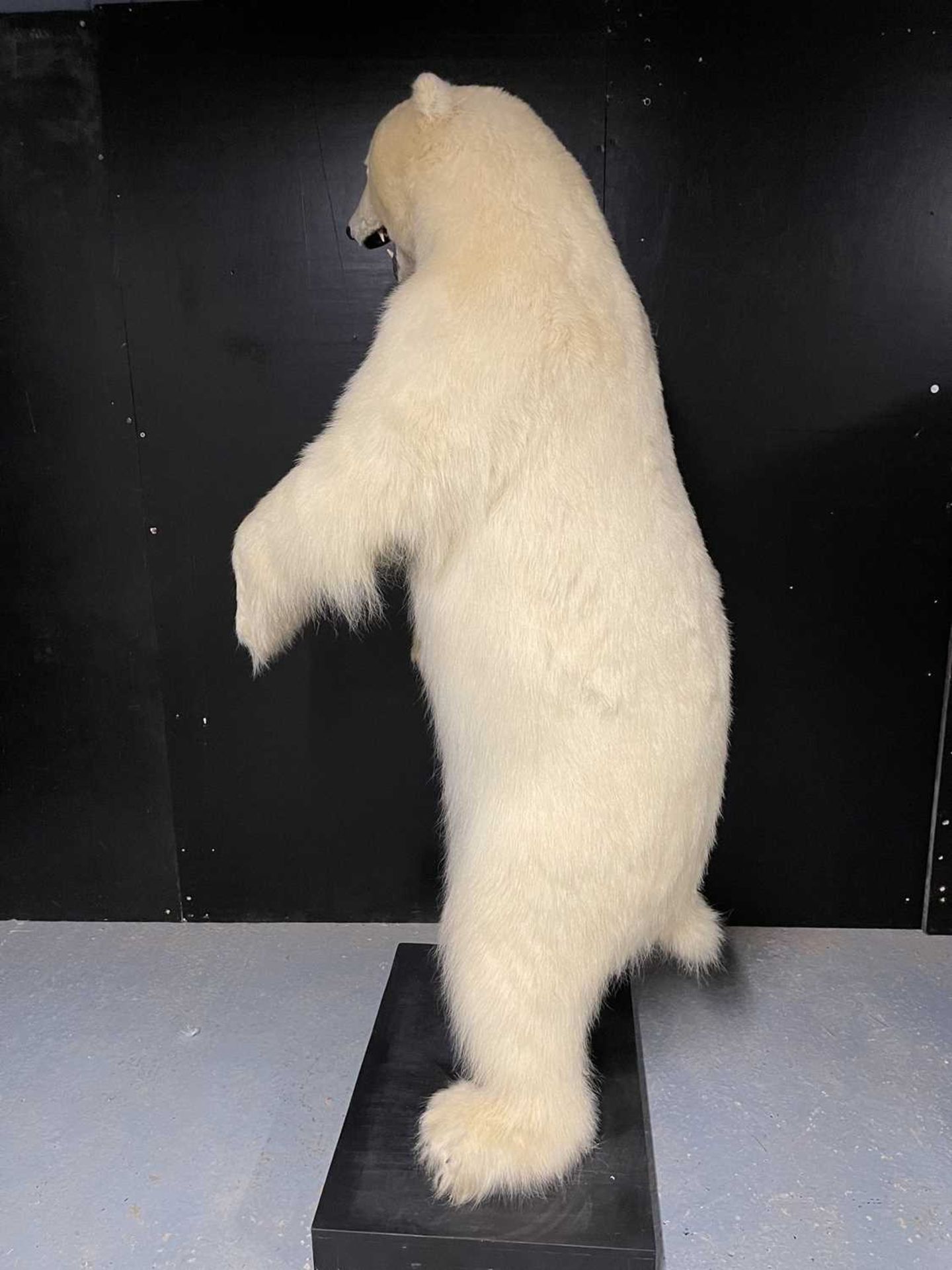 A TAXIDERMY POLAR BEAR (URSUS MARITIMUS) BY SIMON 'THE STUFFA' WILSON - Image 16 of 16