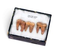 THREE FOSSILISED MOLARS OF AN EXTINCT CAVE BEAR, PLEISTOCENE ERA