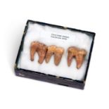 THREE FOSSILISED MOLARS OF AN EXTINCT CAVE BEAR, PLEISTOCENE ERA