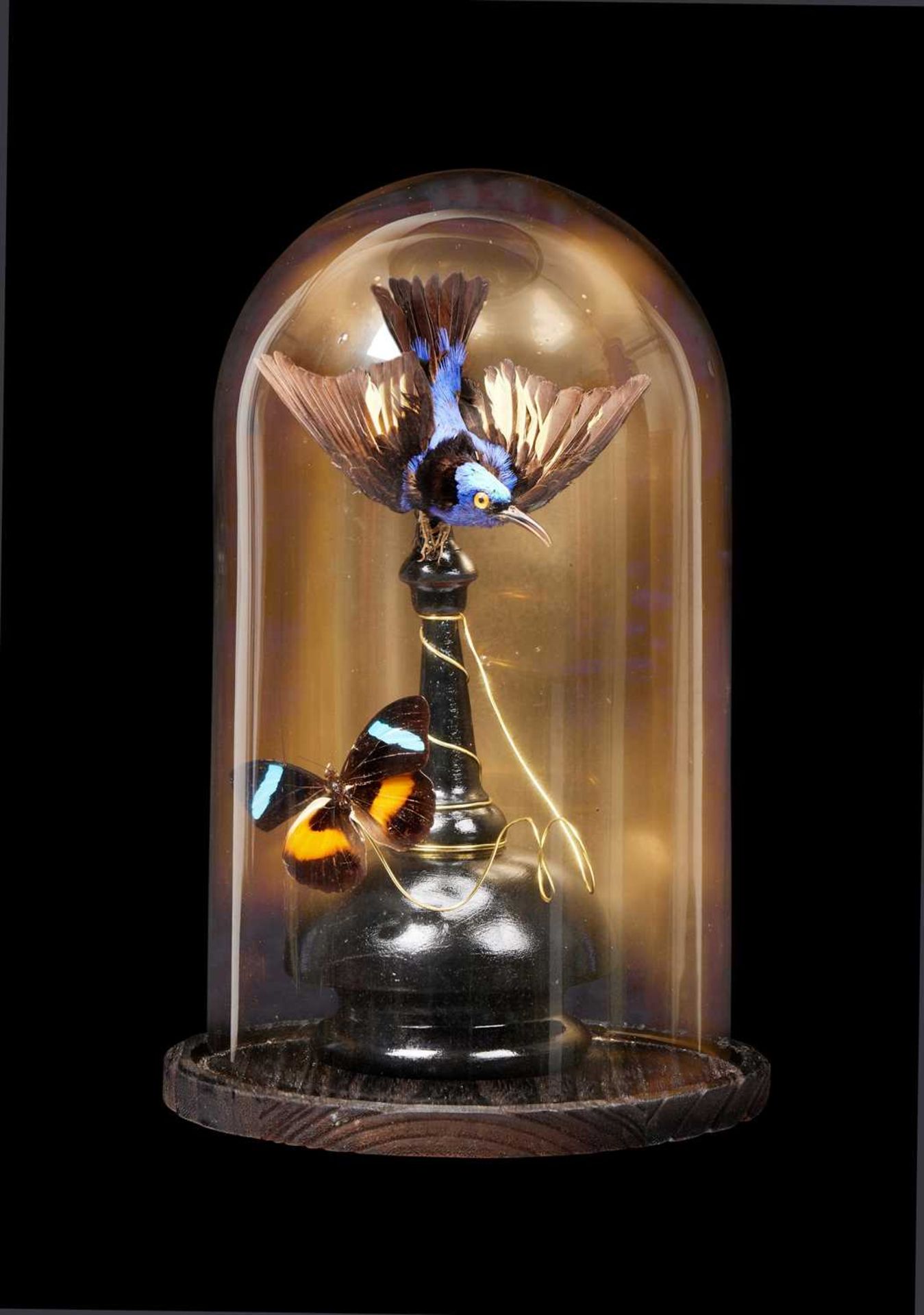 A TAXIDERMY SUNBIRD AND BUTTERFLY UNDER A GLASS DOME