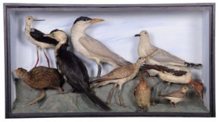 A RARE LATE 19TH CENTURY CASE OF NEW ZEALAND BIRDS INCLUDING A WEKA