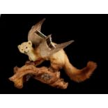 TAXIDERMY: A FANTASY WINGED BEECH MARTEN (MARTES FOINA)