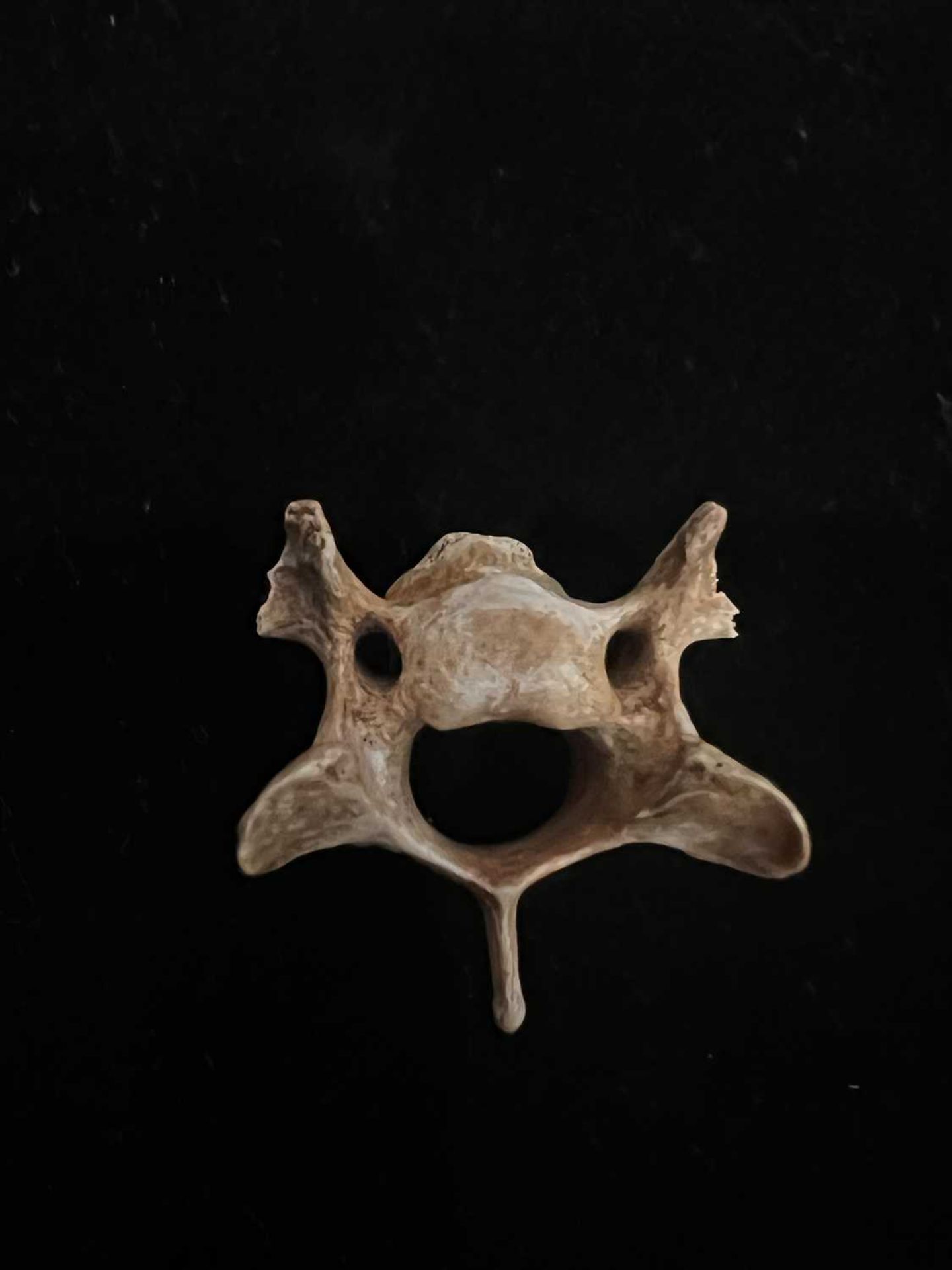 AN EXCEPTIONALLY RARE DODO VERTEBRA BONE, MAURITIUS, BEFORE 1690 - Bild 3 aus 5