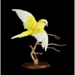 TAXIDERMY: A LUTINO QUAKER PARROT IN FLIGHT