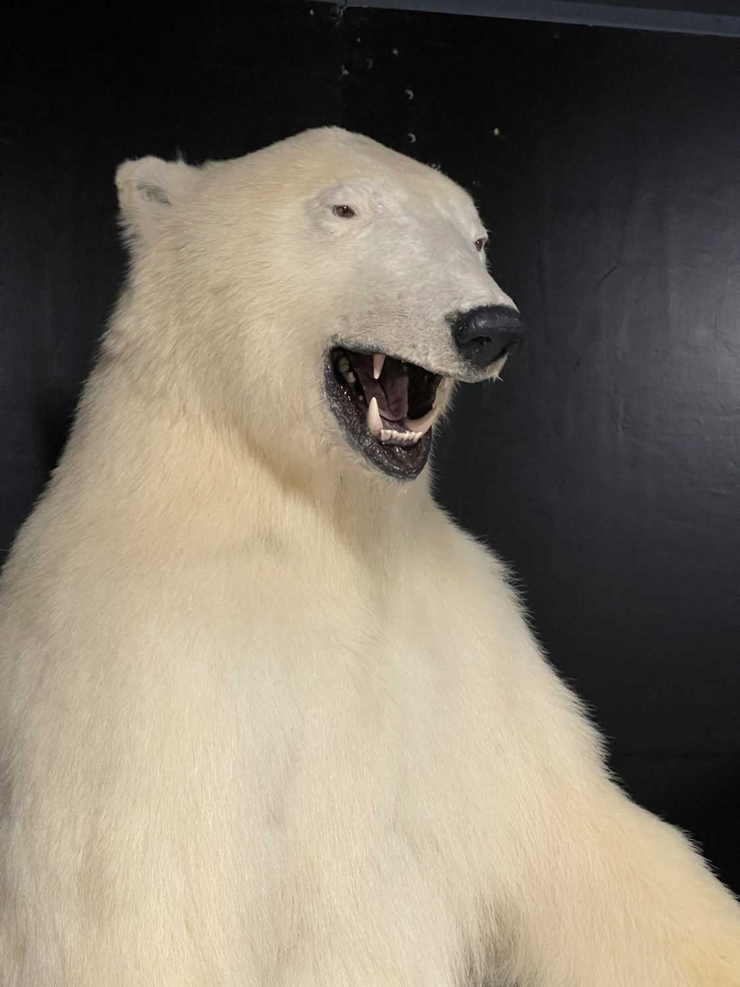 A TAXIDERMY POLAR BEAR (URSUS MARITIMUS) BY SIMON 'THE STUFFA' WILSON - Image 3 of 16