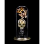 A MEMENTO MORI DISPLAY WITH REAL BUTTERFLIES “KALEIDOSCOPE OF THE MIND II”