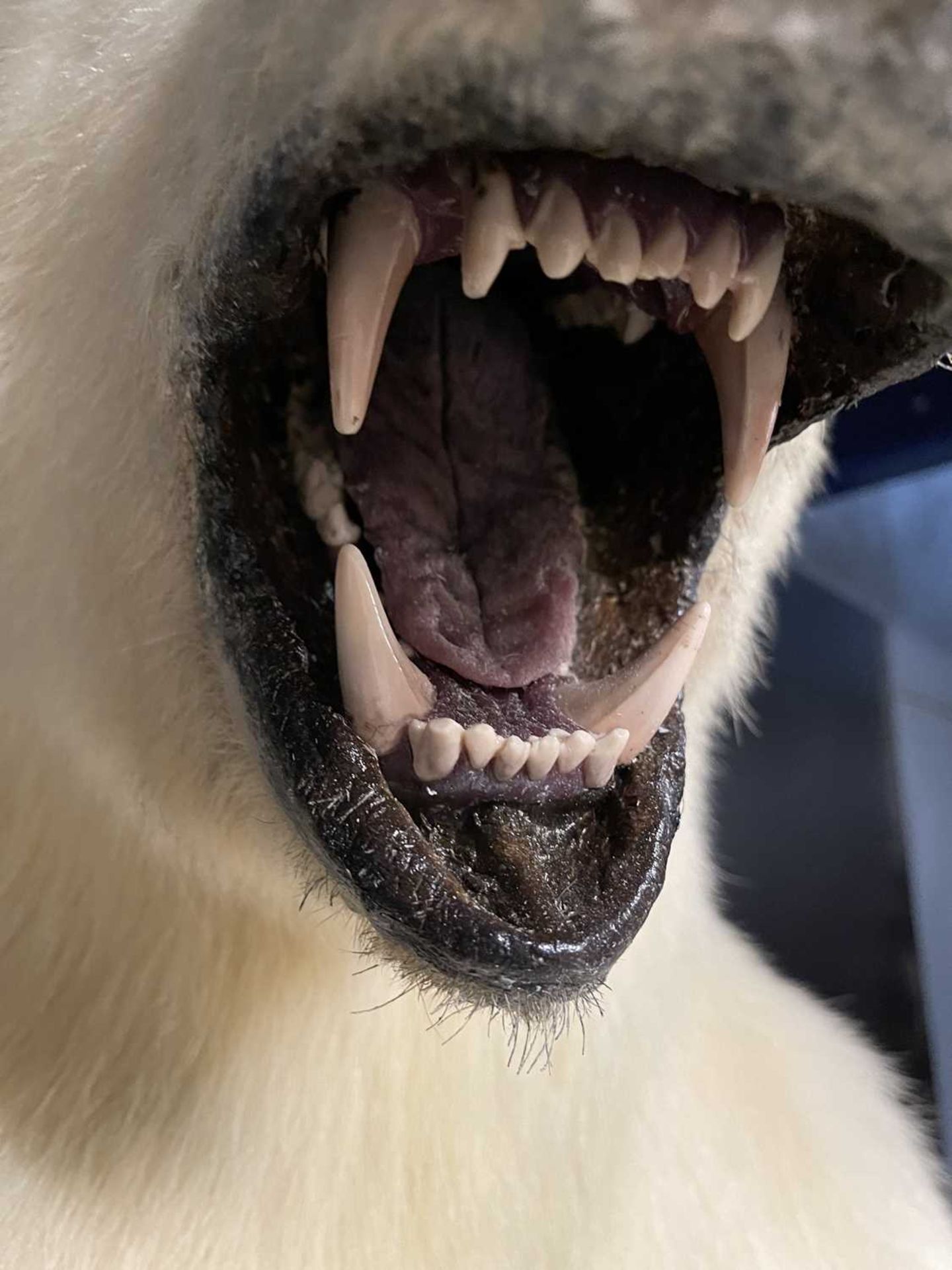 A TAXIDERMY POLAR BEAR (URSUS MARITIMUS) BY SIMON 'THE STUFFA' WILSON - Image 4 of 16