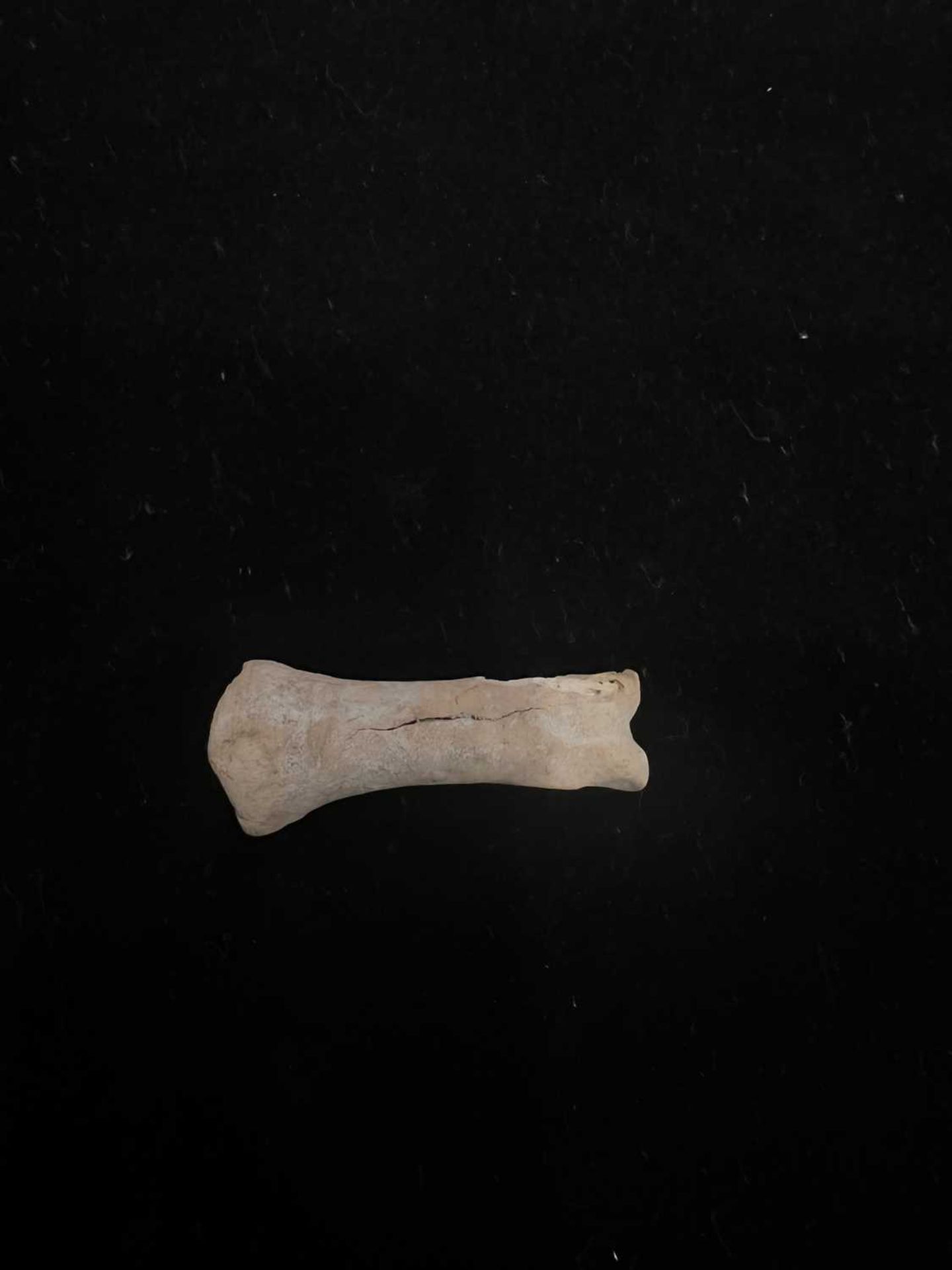 AN EXCEPTIONALLY RARE DODO BONE, MAURITIUS, BEFORE 1690 - Image 2 of 4