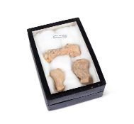 THREE FOSSILISED FEET BONES OF AN EXTINCT CAVE BEAR, PLEISTOCENE ERA