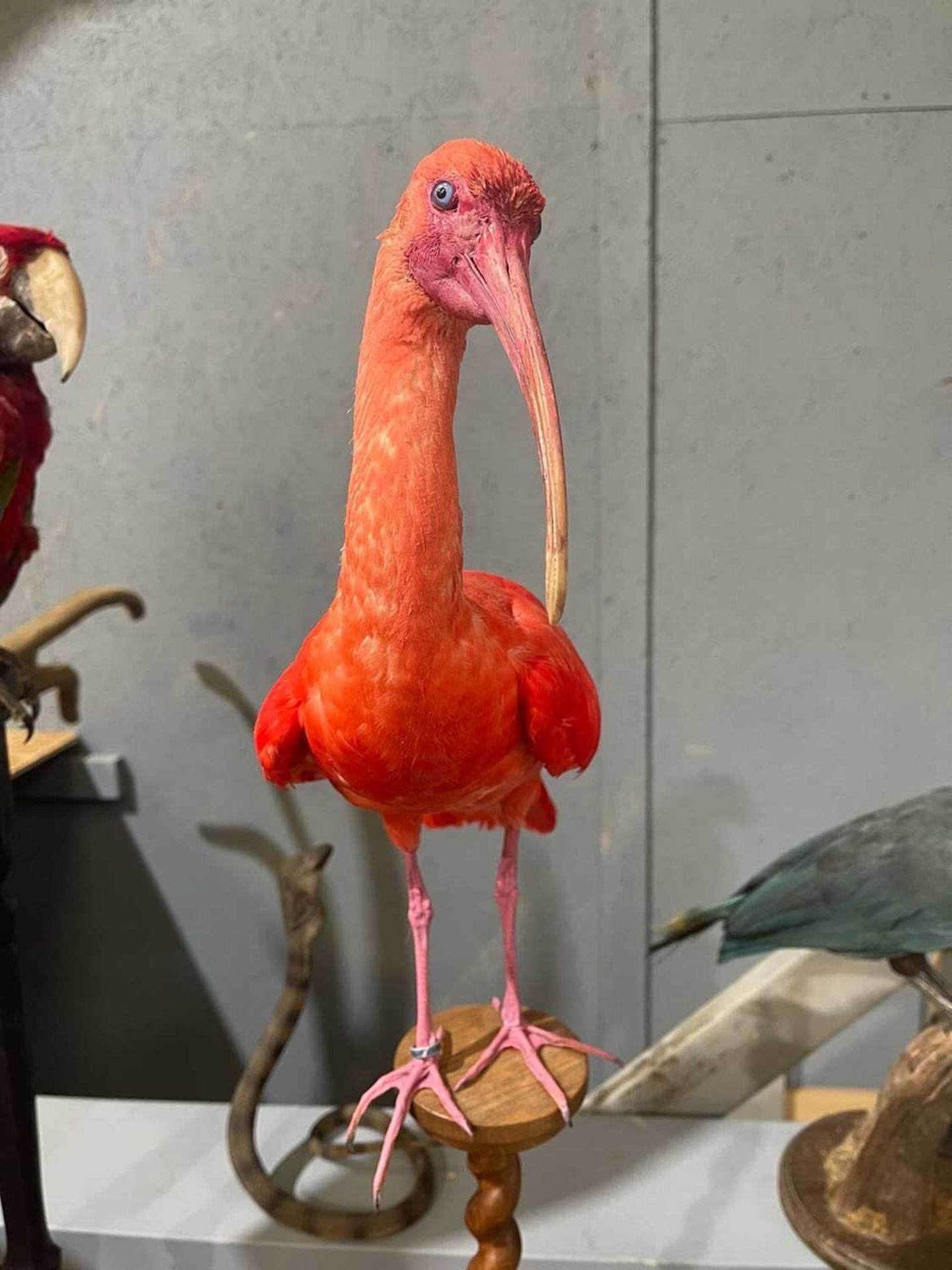 A TAXIDERMY SCARLET IBIS BY SIMON 'THE STUFFA' WILSON (EUDOCIMUS RUBER) - Image 3 of 6