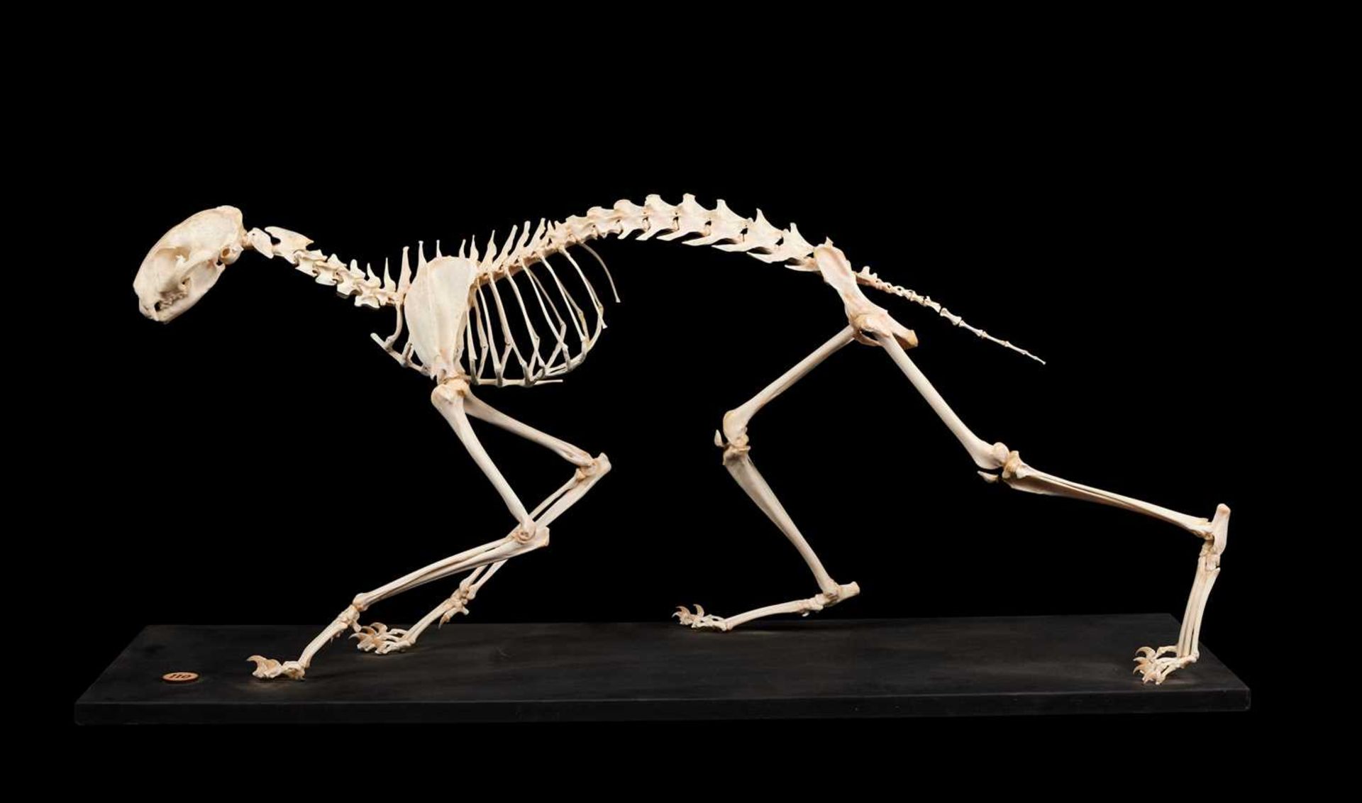 A SERVAL CAT SKELETON (LEPTAILURUS SERVAL)