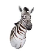 A TAXIDERMY SHOULDER MOUNT ZEBRA (EQUUS QUAGGA) BY SIMON 'THE STUFFA' WILSON