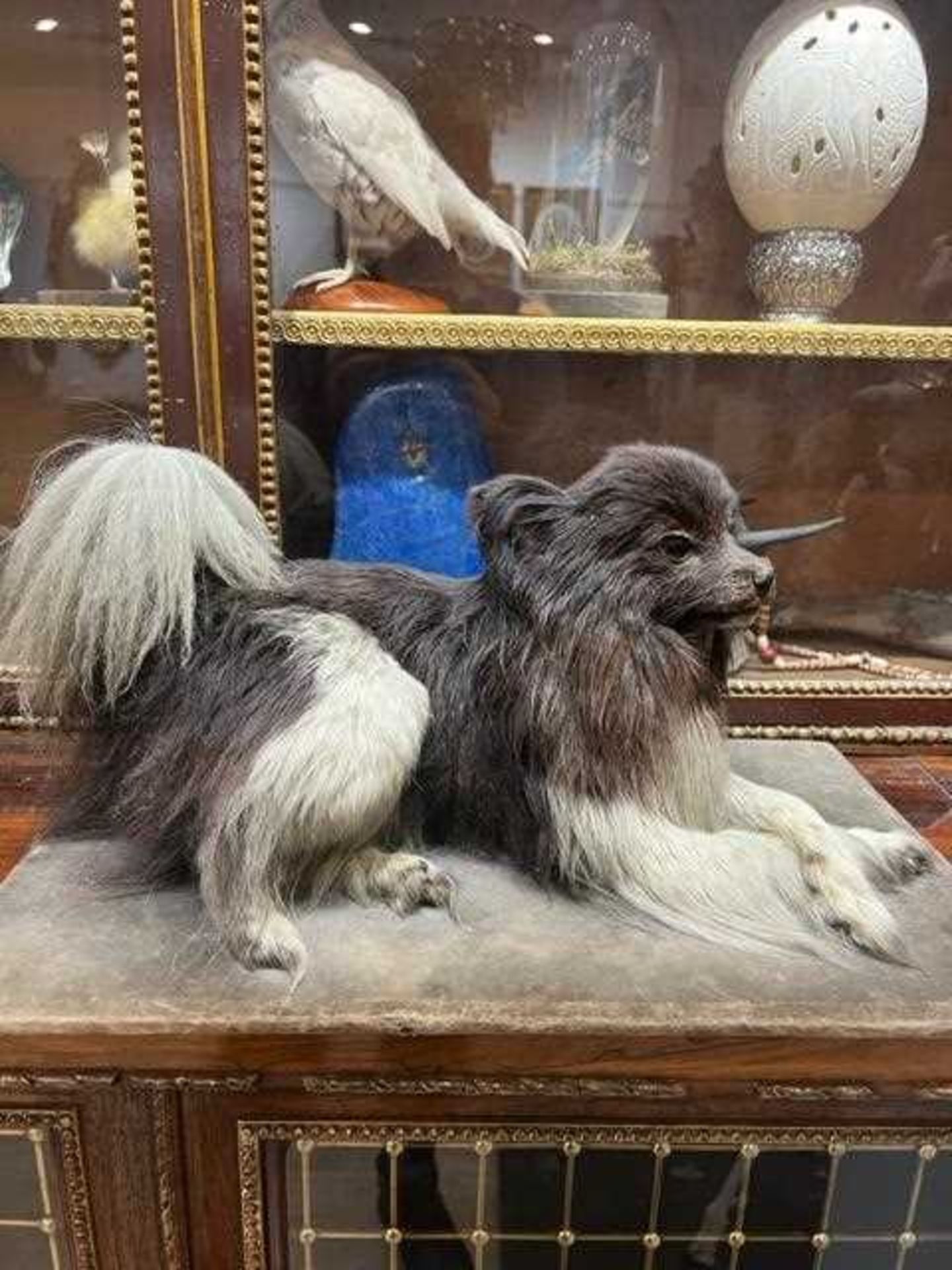 A VICTORIAN TAXIDERMY POMERANIAN DOG BY E.F. SPICER - Image 2 of 9