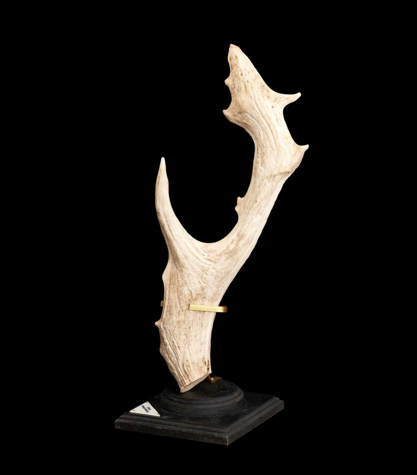 A RARE PERSIAN FALLOW DEER ANTLER (DAMA MESOPOTAMICA)