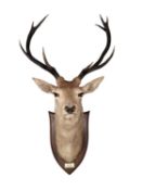 A PETER SPICER TAXIDERMY RED STAG CIRCA 1935