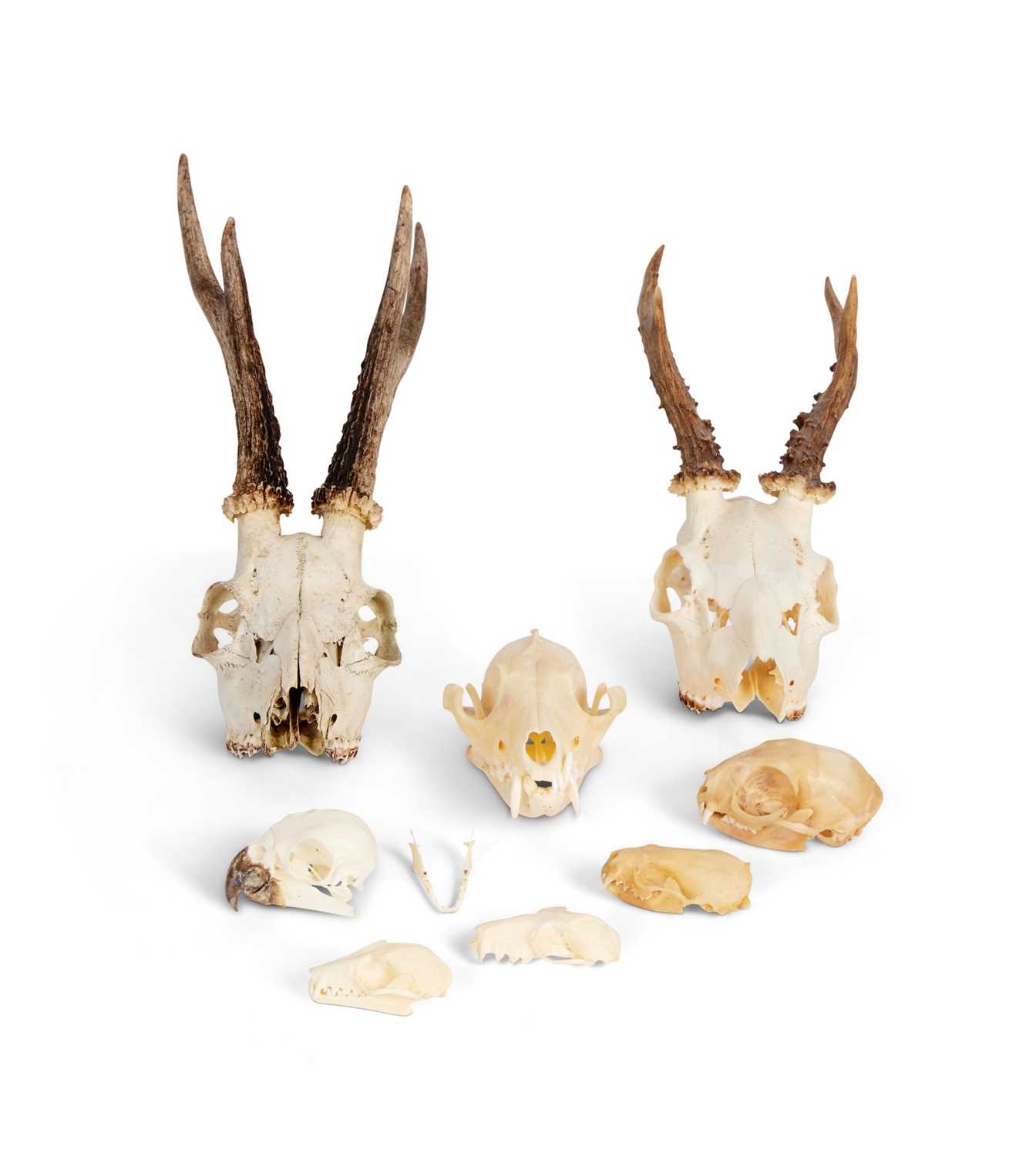 A COLLECTION OF ANIMAL SKULLS