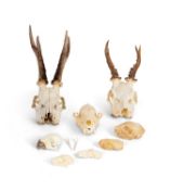 A COLLECTION OF ANIMAL SKULLS