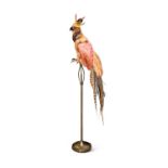 A TAXIDERMY MYTHICAL 'PHOENIX' BIRD