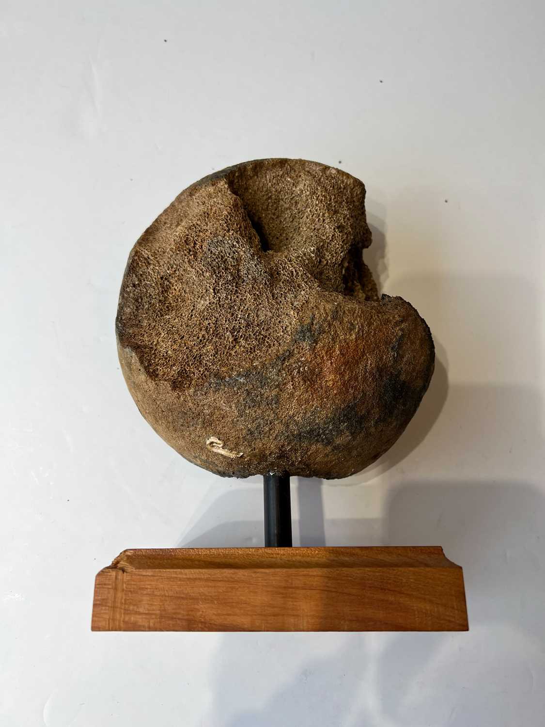 AN EXTINCT WOOLLY MAMMOTH (MAMMUTHUS PRIMIGENIUS) FEMUR HEAD BONE, PLEISTOCENE, 100,000 YEARS OLD - Image 2 of 4