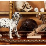 A TAXIDERMY DALMATION PUPPY (CANIS LUPUS FAMILIARIS)