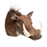 A TAXIDERMY AFRICAN WARTHOG HEAD MOUNT (PHACOCHOERUS AFRICANUS)