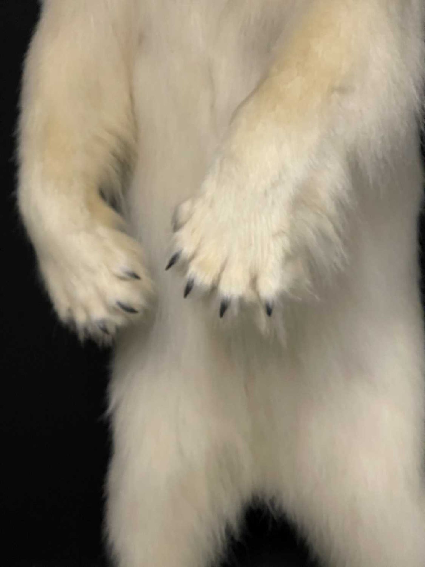 A TAXIDERMY POLAR BEAR (URSUS MARITIMUS) BY SIMON 'THE STUFFA' WILSON - Image 2 of 16