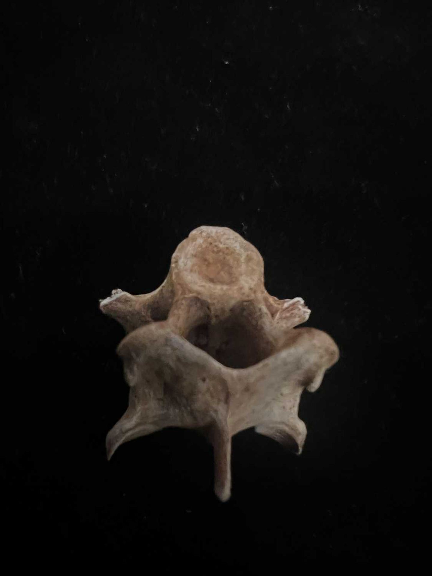 AN EXCEPTIONALLY RARE DODO VERTEBRA BONE, MAURITIUS, BEFORE 1690 - Bild 5 aus 5