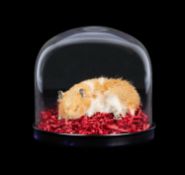 TAXIDERMY: SLEEPING HAMSTER IN GLASS DOME