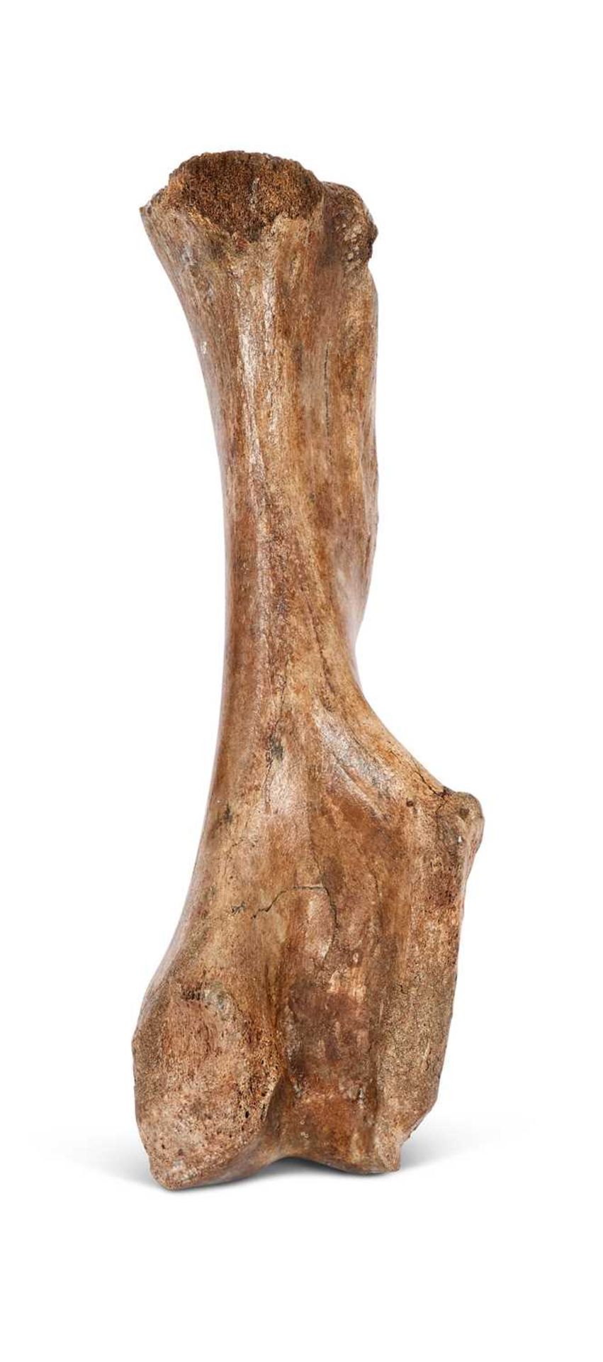 EXTINCT WOOLLY MAMMOTH (MAMMUTHUS PRIMIGENIUS) HUMERUS LEG BONE, PLEISTOCENE, 100,000 YEARS OLD - Image 2 of 3