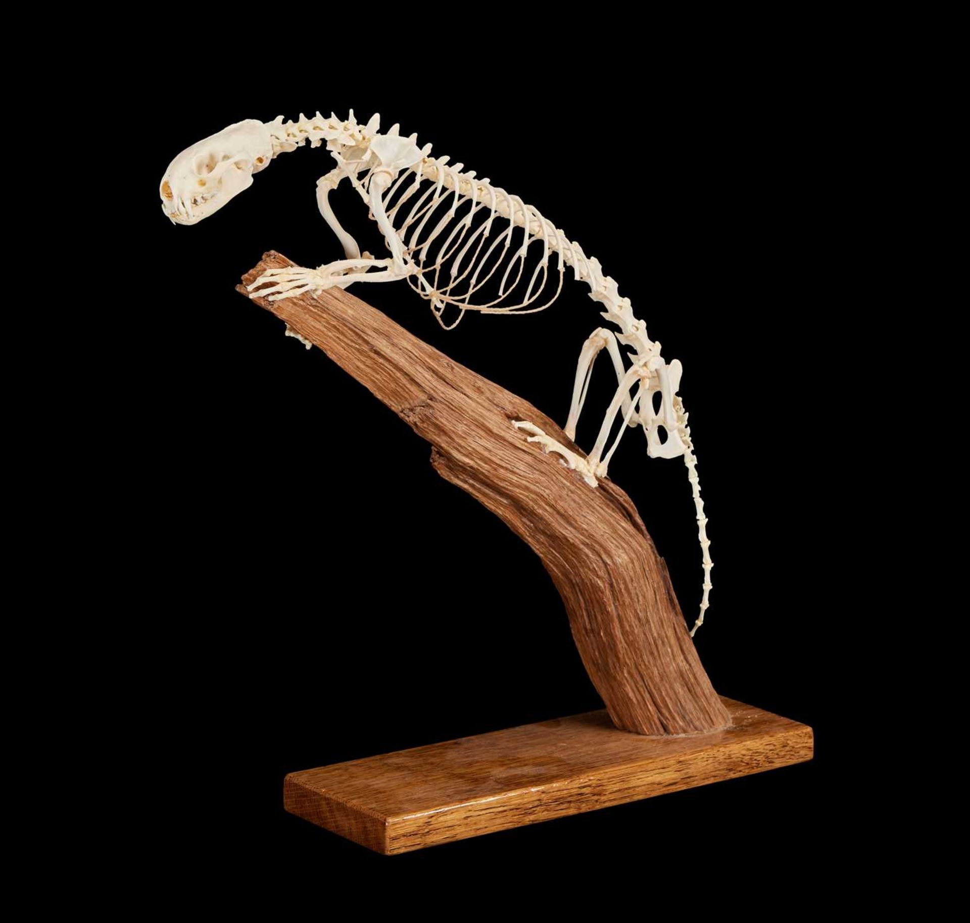 A POLECAT SKELETON (MUSTELA PUTORIUS)