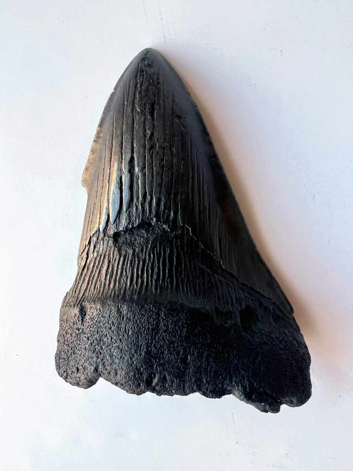 AN EXTINCT ‘MEGALODON’ SHARK TOOTH, MIOCENE-PLIOCENE (3.6 TO 23 MILLTION YEARS OLD) - Image 7 of 7