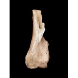 AN EXTINCT WOOLLY MAMMOTH (MAMMUTHUS PRIMIGENIUS) LIMB BONE, PLEISTOCENE, 100,000 YEARS OLD
