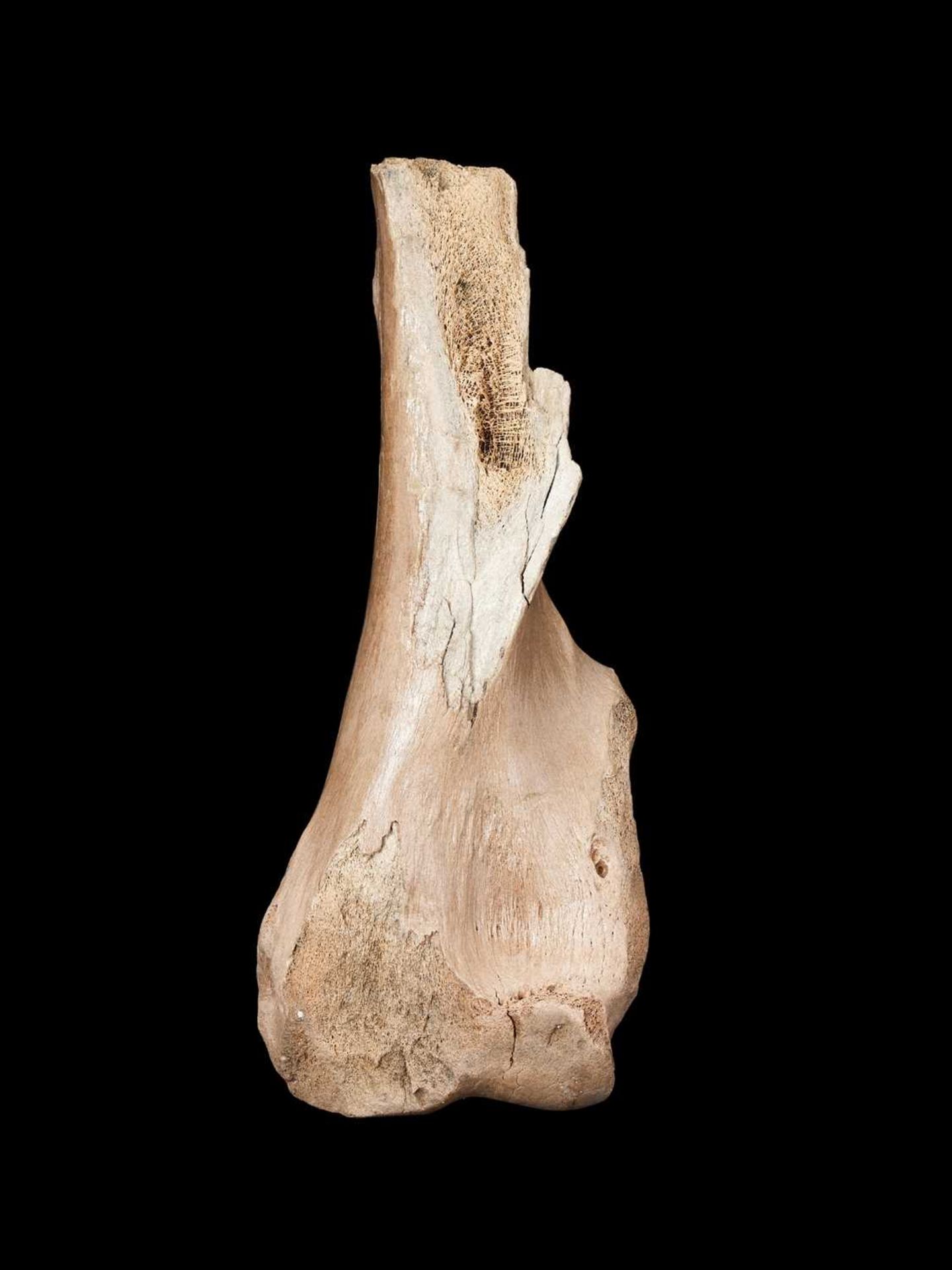 AN EXTINCT WOOLLY MAMMOTH (MAMMUTHUS PRIMIGENIUS) LIMB BONE, PLEISTOCENE, 100,000 YEARS OLD