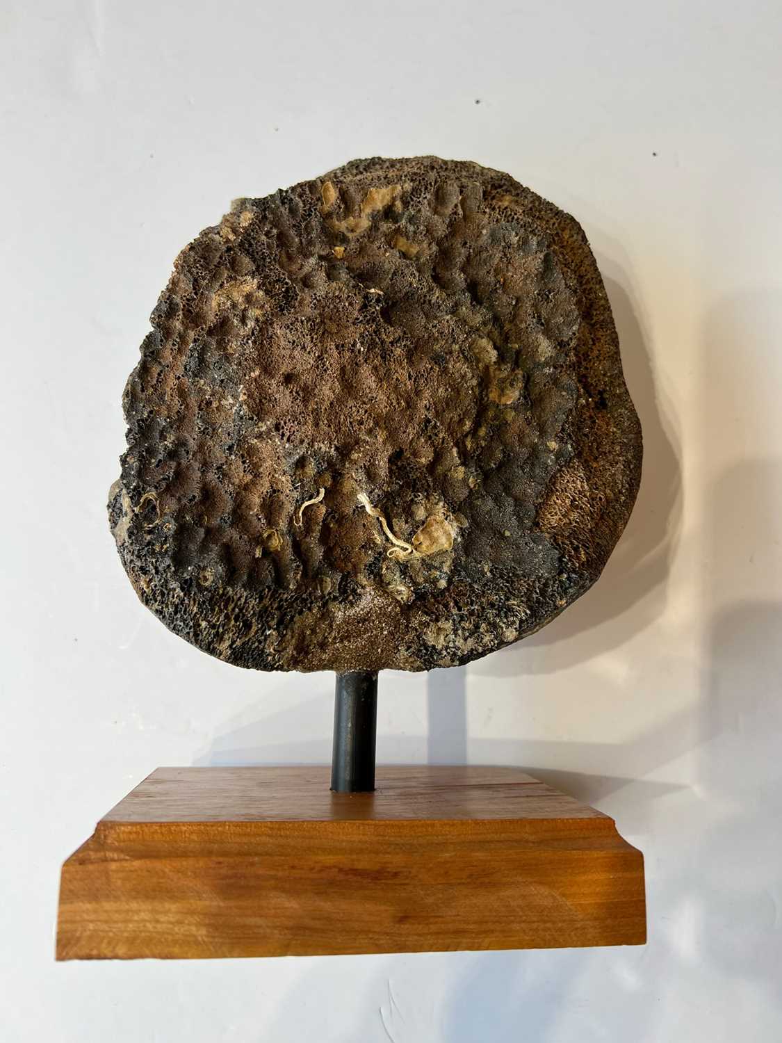 AN EXTINCT WOOLLY MAMMOTH (MAMMUTHUS PRIMIGENIUS) FEMUR HEAD BONE, PLEISTOCENE, 100,000 YEARS OLD - Image 4 of 4