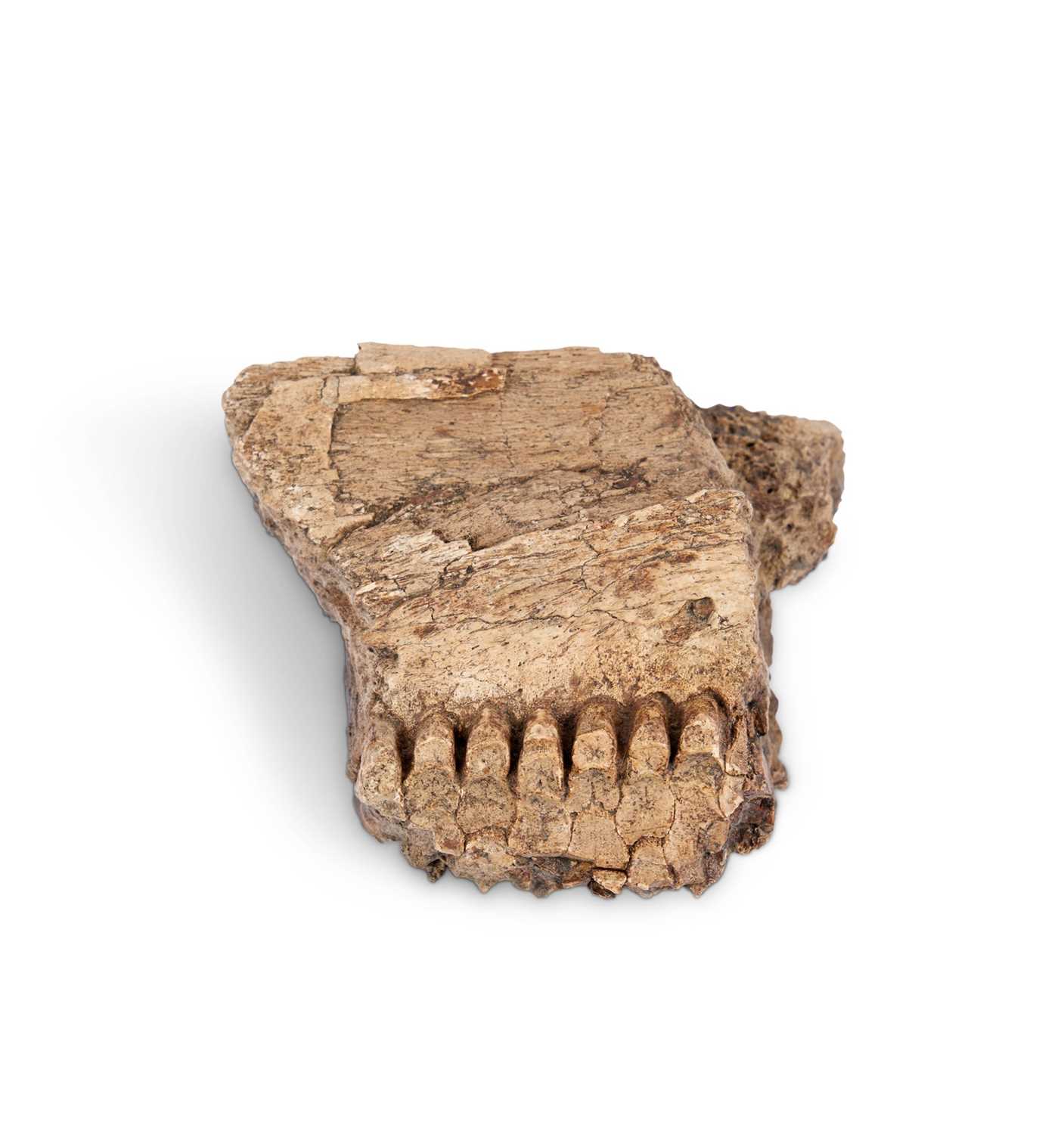 A FOSSILISED EDMONTOSAUR PARTIAL JAW WITH TOOTH BATTERY