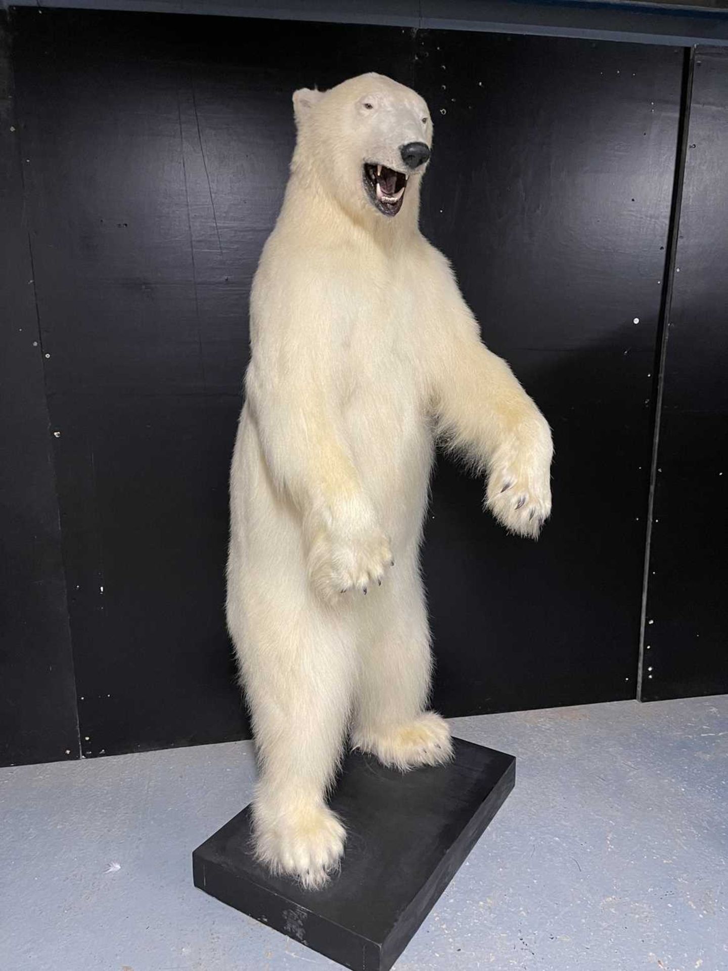 A TAXIDERMY POLAR BEAR (URSUS MARITIMUS) BY SIMON 'THE STUFFA' WILSON - Image 15 of 16