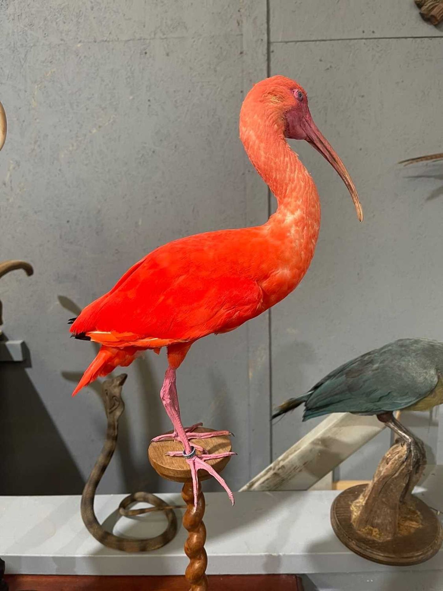 A TAXIDERMY SCARLET IBIS BY SIMON 'THE STUFFA' WILSON (EUDOCIMUS RUBER) - Image 5 of 6