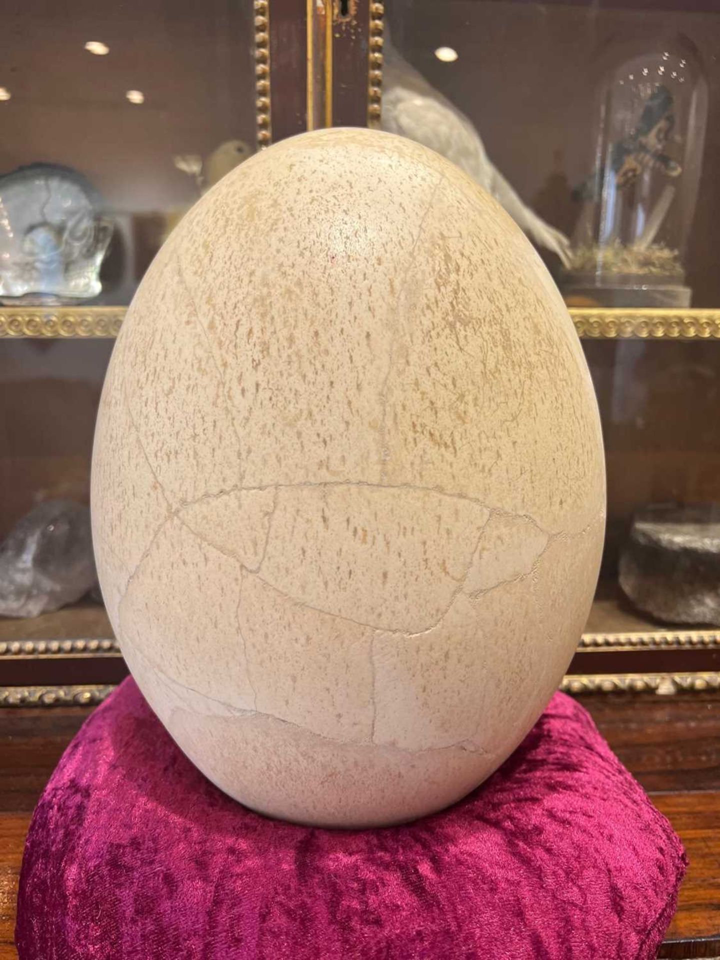 AN EGG OF THE EXTINCT ELEPHANT BIRD, MADAGASCAR, PRE 17TH CENTURY - Image 10 of 11