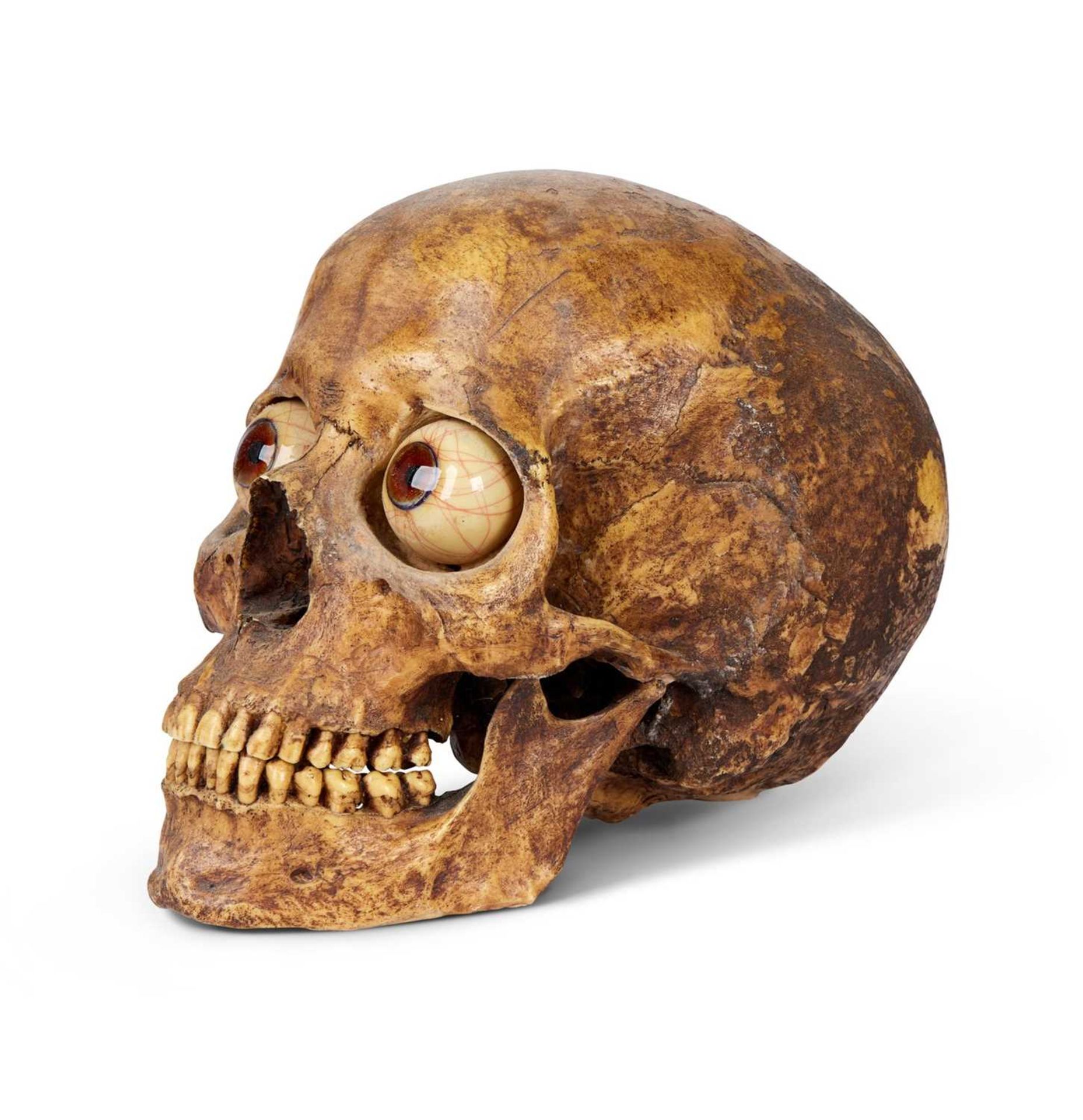 A CAST OF A HUMAN SKULL WITH GLASS EYES