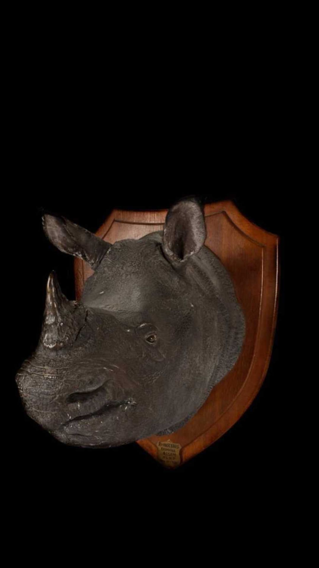 AN AUTHENTIC ROWLAND WARD TAXIDERMY RHINOCEROS HEAD, 1901 - Image 4 of 30