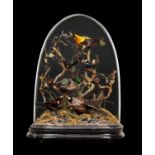 A VICTORIAN TAXIDERMY EXOTIC BIRD DISPLAY WITH GLASS DOME