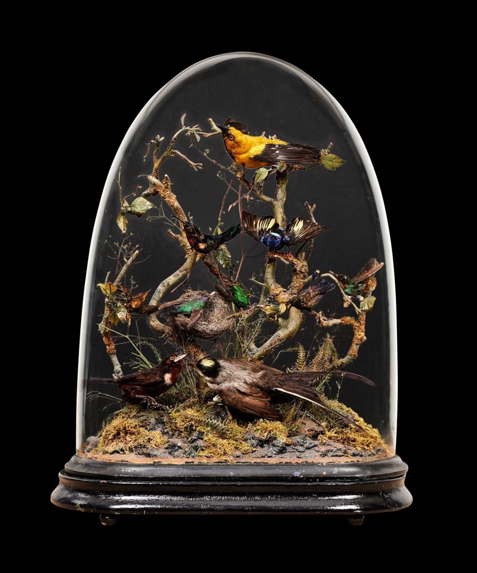 A VICTORIAN TAXIDERMY EXOTIC BIRD DISPLAY WITH GLASS DOME