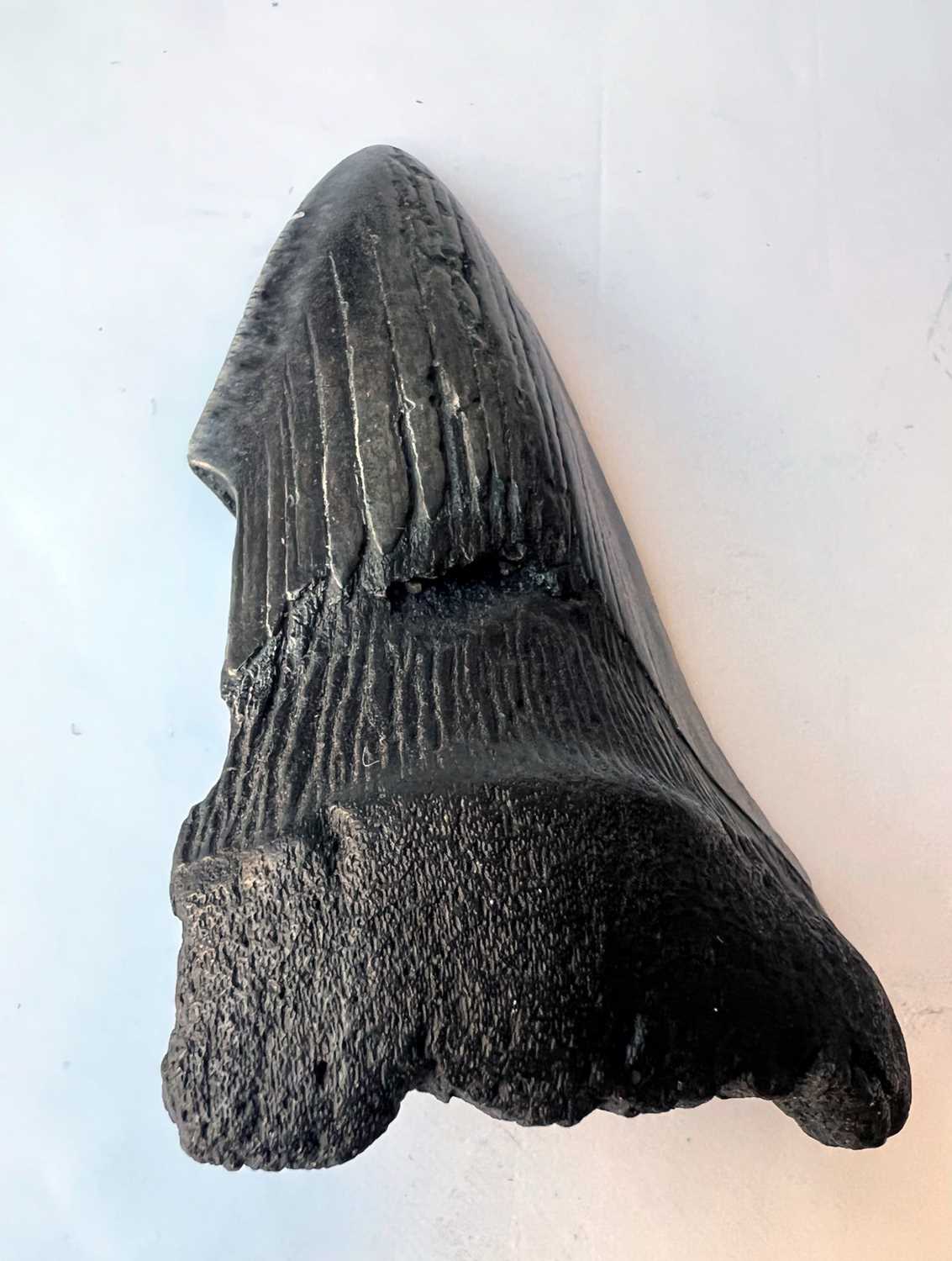 AN EXTINCT ‘MEGALODON’ SHARK TOOTH, MIOCENE-PLIOCENE (3.6 TO 23 MILLTION YEARS OLD) - Image 2 of 7