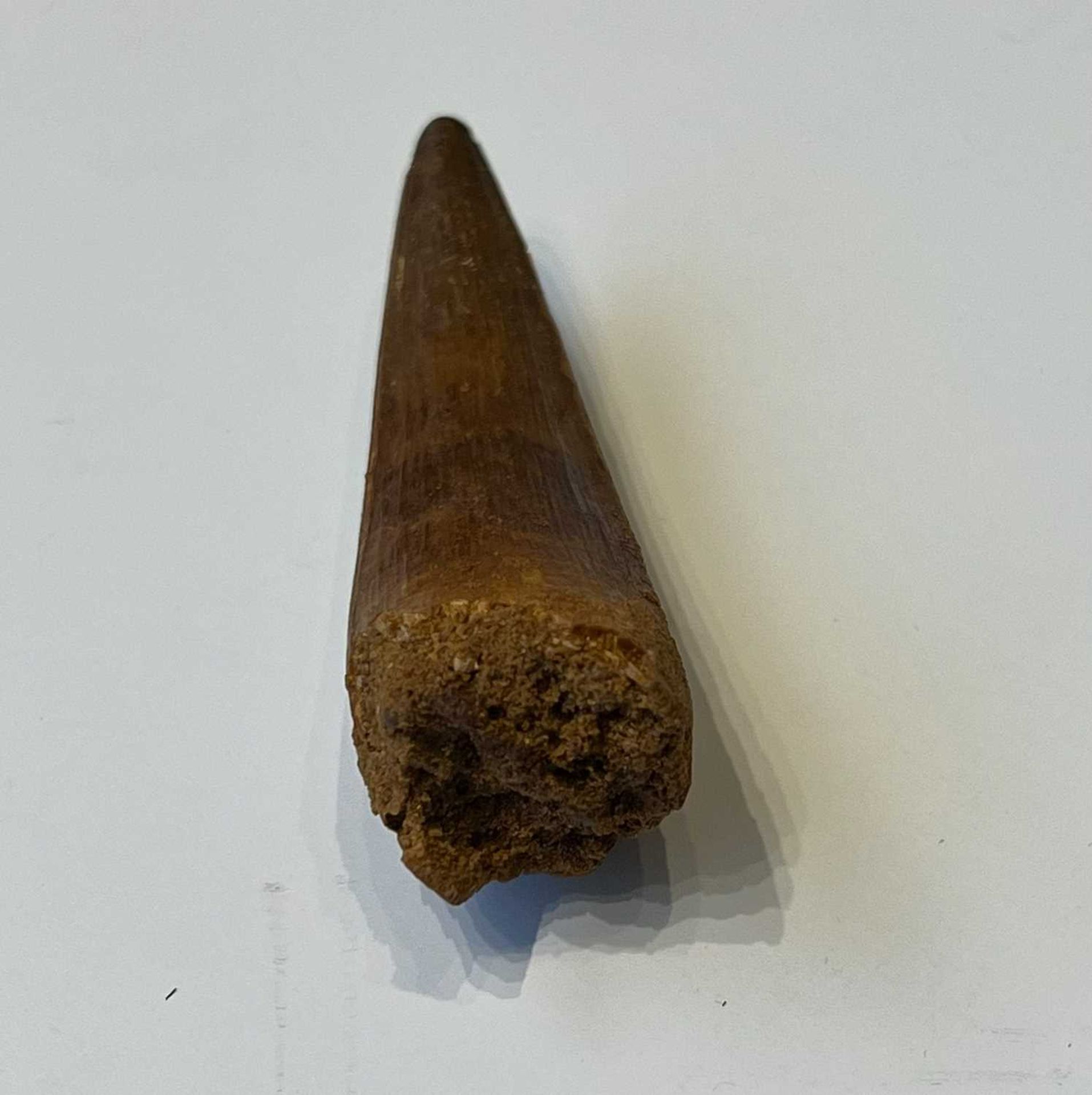 AN EXTINCT ‘SARCOSUCHUS’ CROCODILE ‘SUPERCROC’ TOOTH, LATE CRETACEOUS, 100 MILLION YEARS - Image 4 of 6