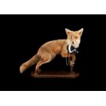 'THE GENTLEMAN FOX': A TAXIDERMY FOX (VULPES VULPES)