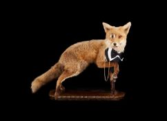 'THE GENTLEMAN FOX': A TAXIDERMY FOX (VULPES VULPES)